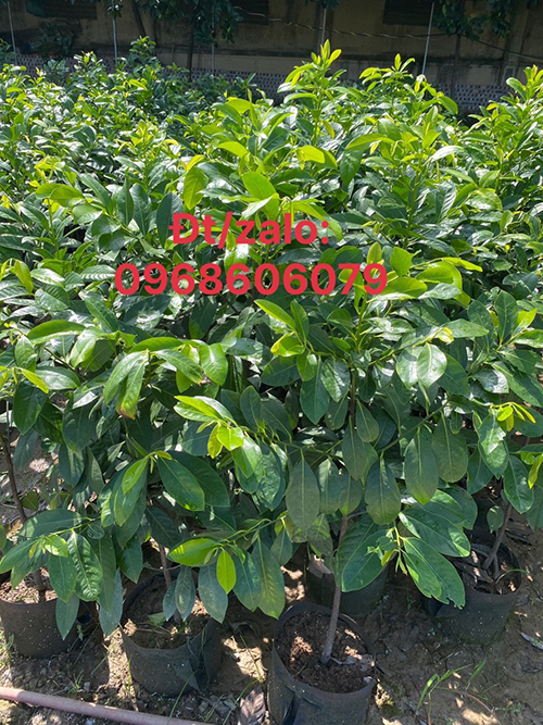 Hồng socola - Cây Xanh Lâm Xuyên - Giống Cây Trồng Lâm Xuyên
